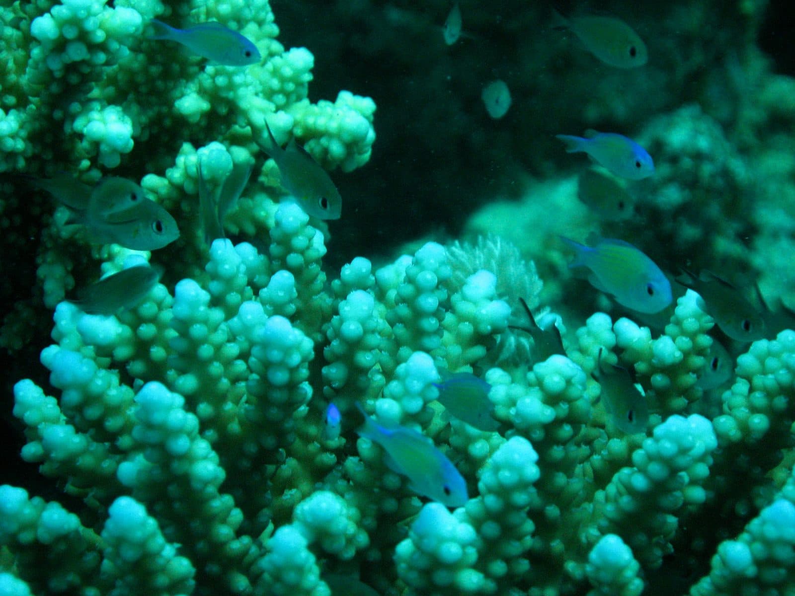 Sinai & the Red Sea